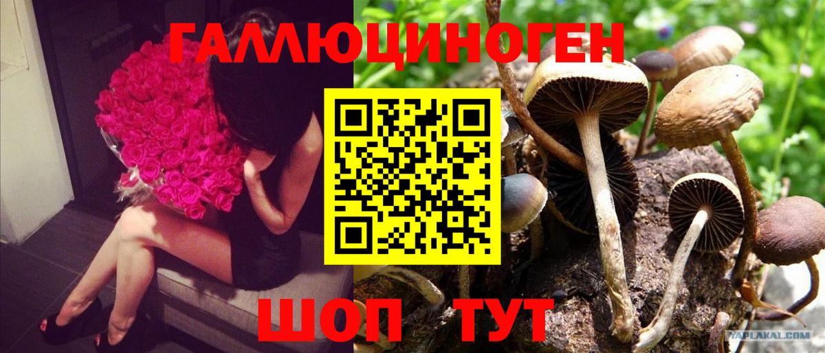 Пушкино  Псилоцибиновые грибы MAGIC MUSHROOMS  Вход с VPN 